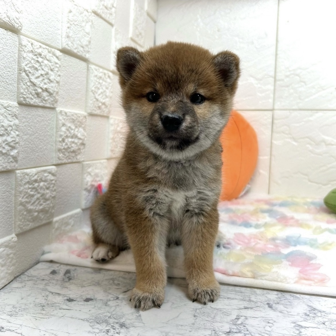 兵庫県の柴犬(標準サイズ) (犬の家＆猫の里ゆめタウン姫路店/2025年8月9日生まれ/女の子/赤)の子犬