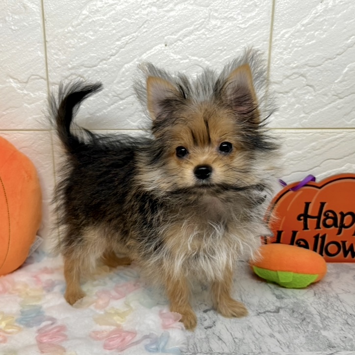兵庫県のポメキー(ポメラニアン×ヨークシャーテリア) (犬の家＆猫の里ゆめタウン姫路店/2025年7月5日生まれ/男の子/オレンジセーブル)の子犬の1枚目の画像