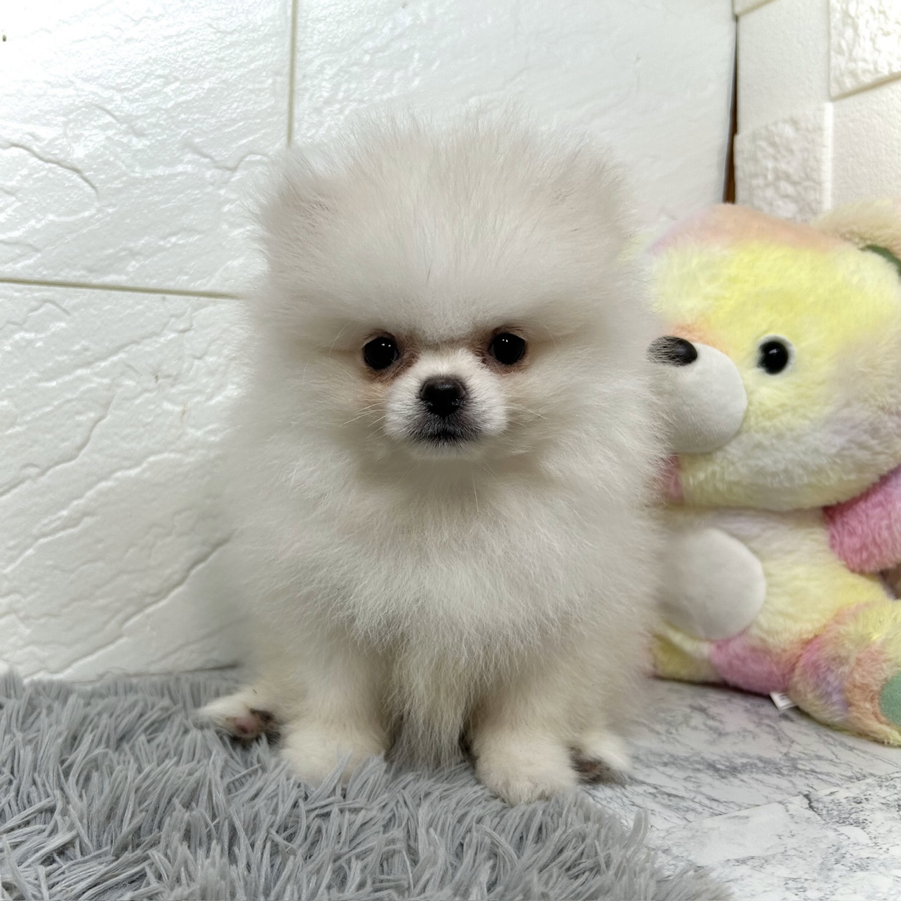 兵庫県のポメチワ/チワポメ/ポメチー(ポメラニアン×チワワ) (犬の家＆猫の里ゆめタウン姫路店/2025年4月25日生まれ/男の子/クリーム)の子犬の1枚目の画像