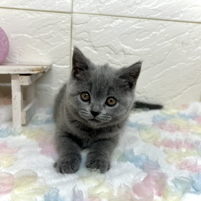 兵庫県のブリティッシュショートヘアー (犬の家＆猫の里ゆめタウン姫路店/2025年9月2日生まれ/女の子/ブルー)の子猫の1枚目の画像
