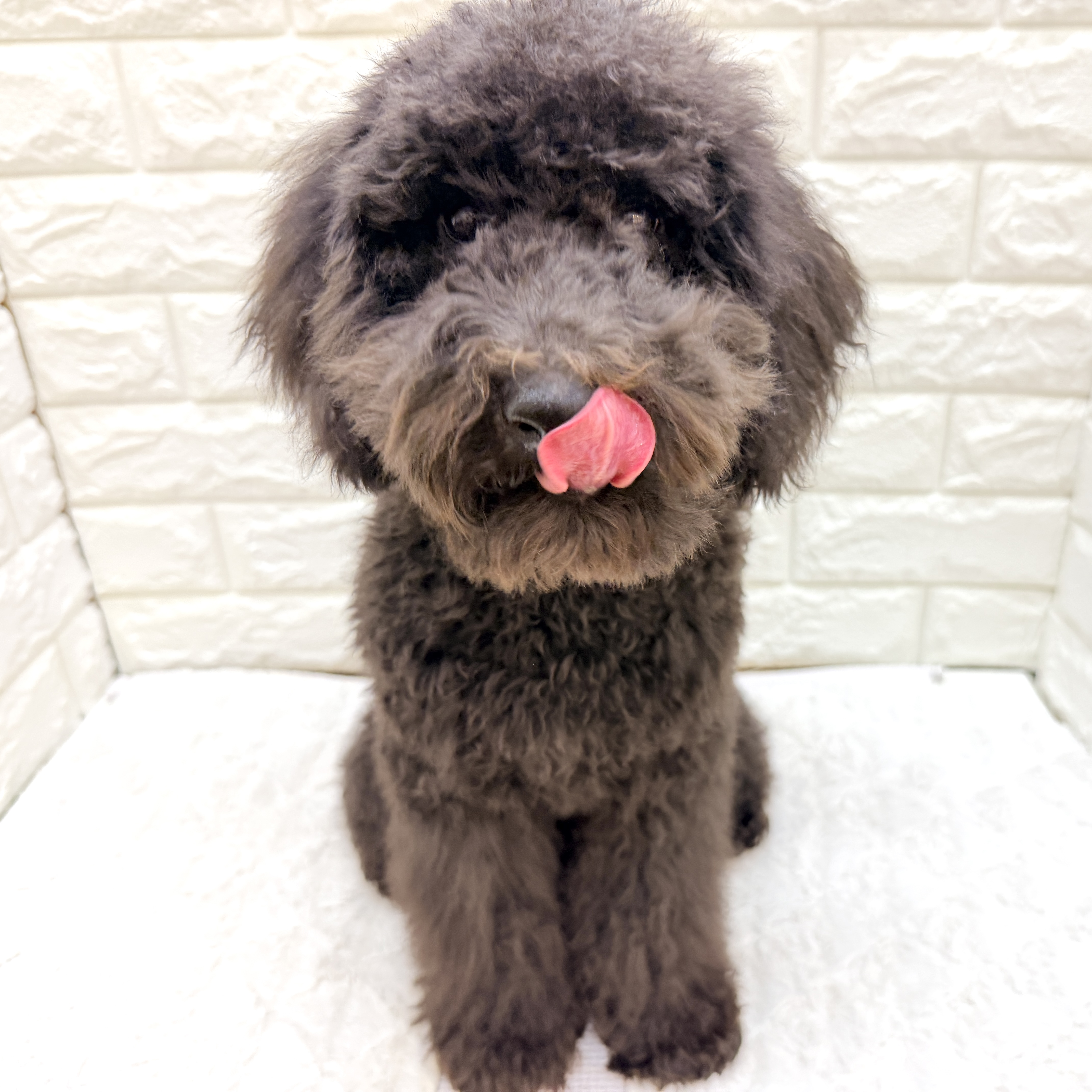 愛知県のトイプードル(トイ) (犬の家＆猫の里アミーゴ神の倉店/2026年4月21日生まれ/男の子/ブラック)の子犬の1枚目の画像