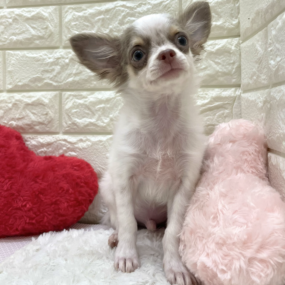 愛知県のチワワ(ロング) (犬の家＆猫の里アミーゴ神の倉店/2026年6月15日生まれ/男の子/ホワイトイザベラタン)の子犬の1枚目の画像
