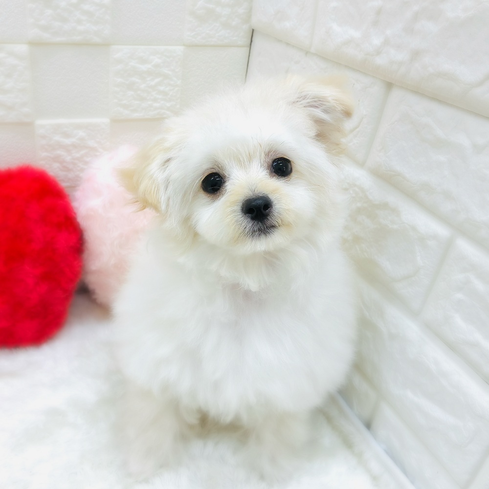 愛知県のチワプー/プーチー(チワワ×プードル) (犬の家＆猫の里アミーゴ神の倉店/2025年11月2日生まれ/女の子/クリーム)の子犬の1枚目の画像