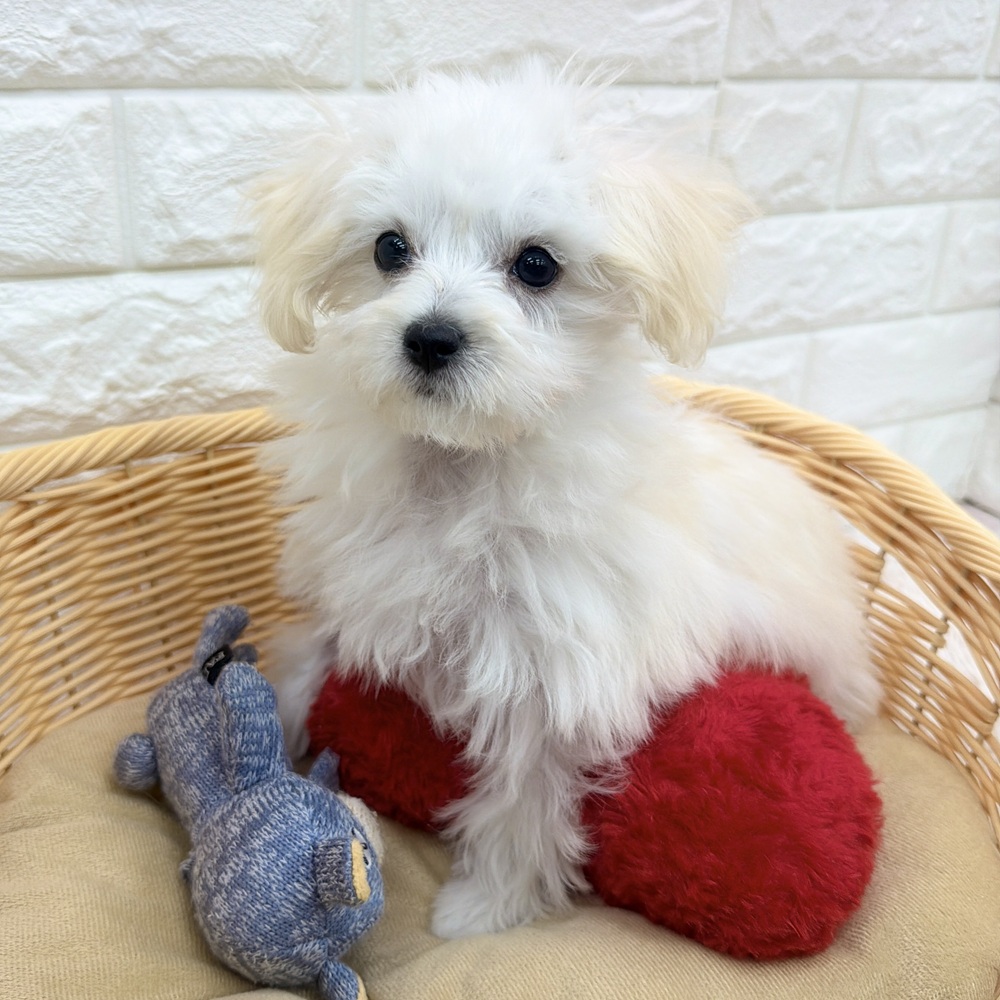 愛知県のマルプー(マルチーズ×プードル) (犬の家＆猫の里MEGAドン・キホーテ東海名和店/2025年11月10日生まれ/女の子/クリーム)の子犬の1枚目の画像