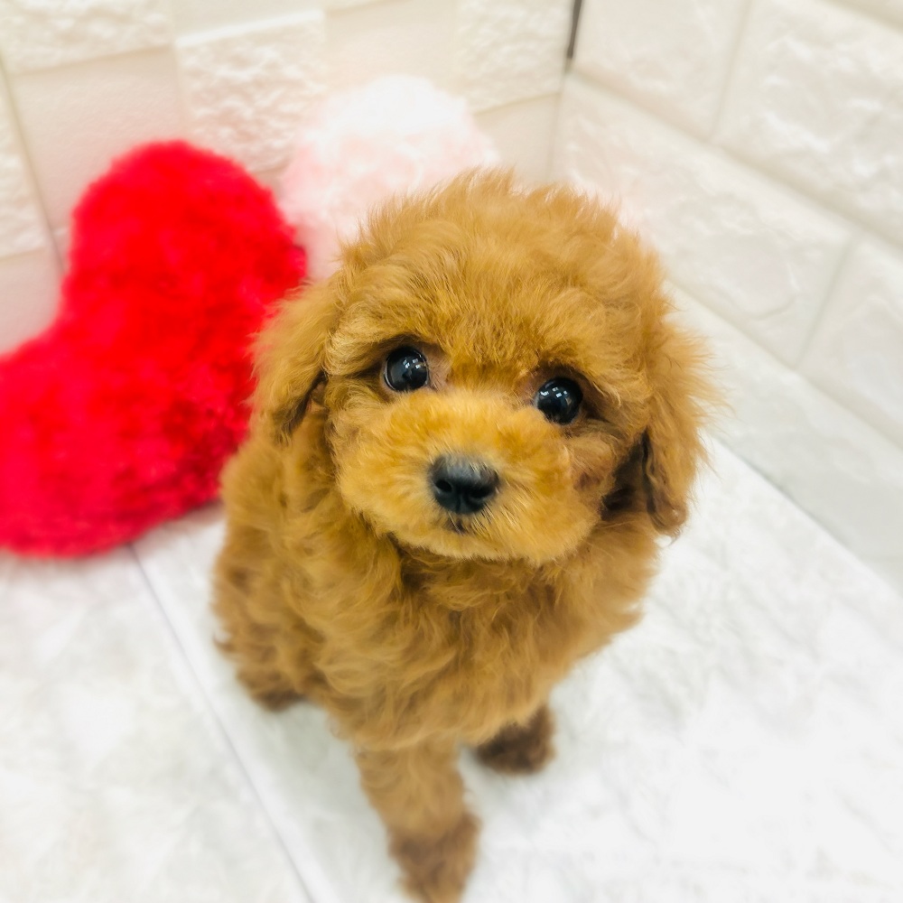 愛知県のトイプードル(トイ) (犬の家＆猫の里アミーゴ神の倉店/2025年12月31日生まれ/女の子/レッドフォーン)の子犬の1枚目の画像
