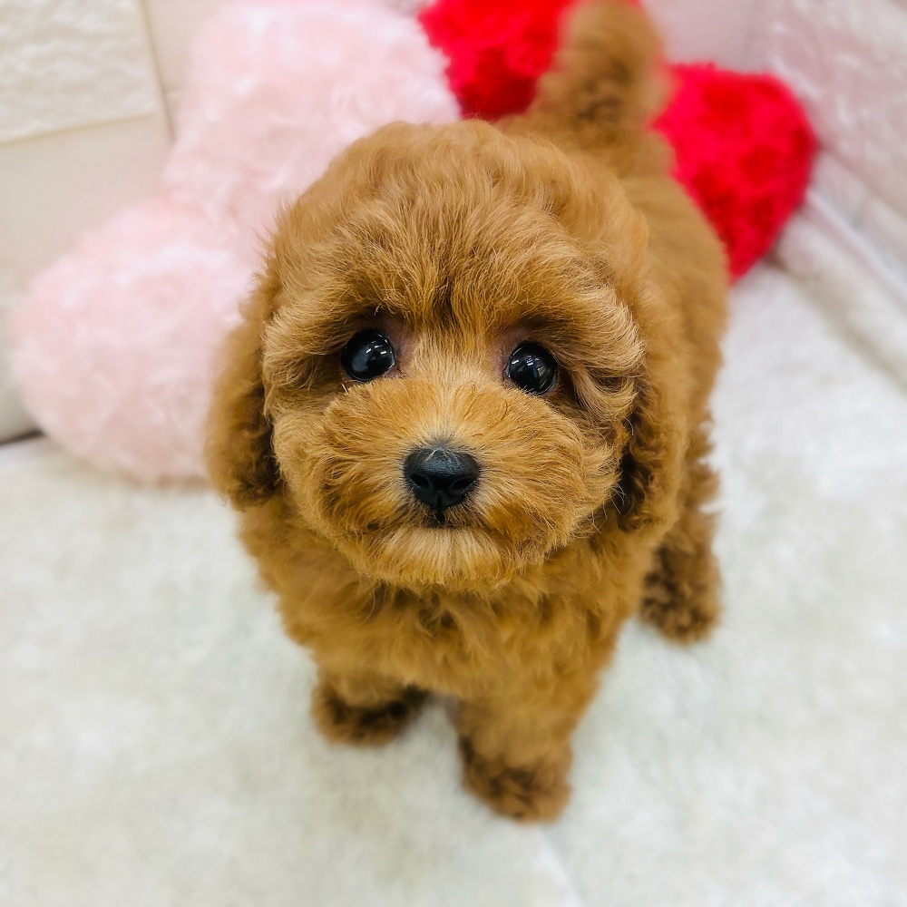 愛知県のトイプードル(トイ) (犬の家＆猫の里アミーゴ神の倉店/2026年1月28日生まれ/女の子/レッド)の子犬の1枚目の画像