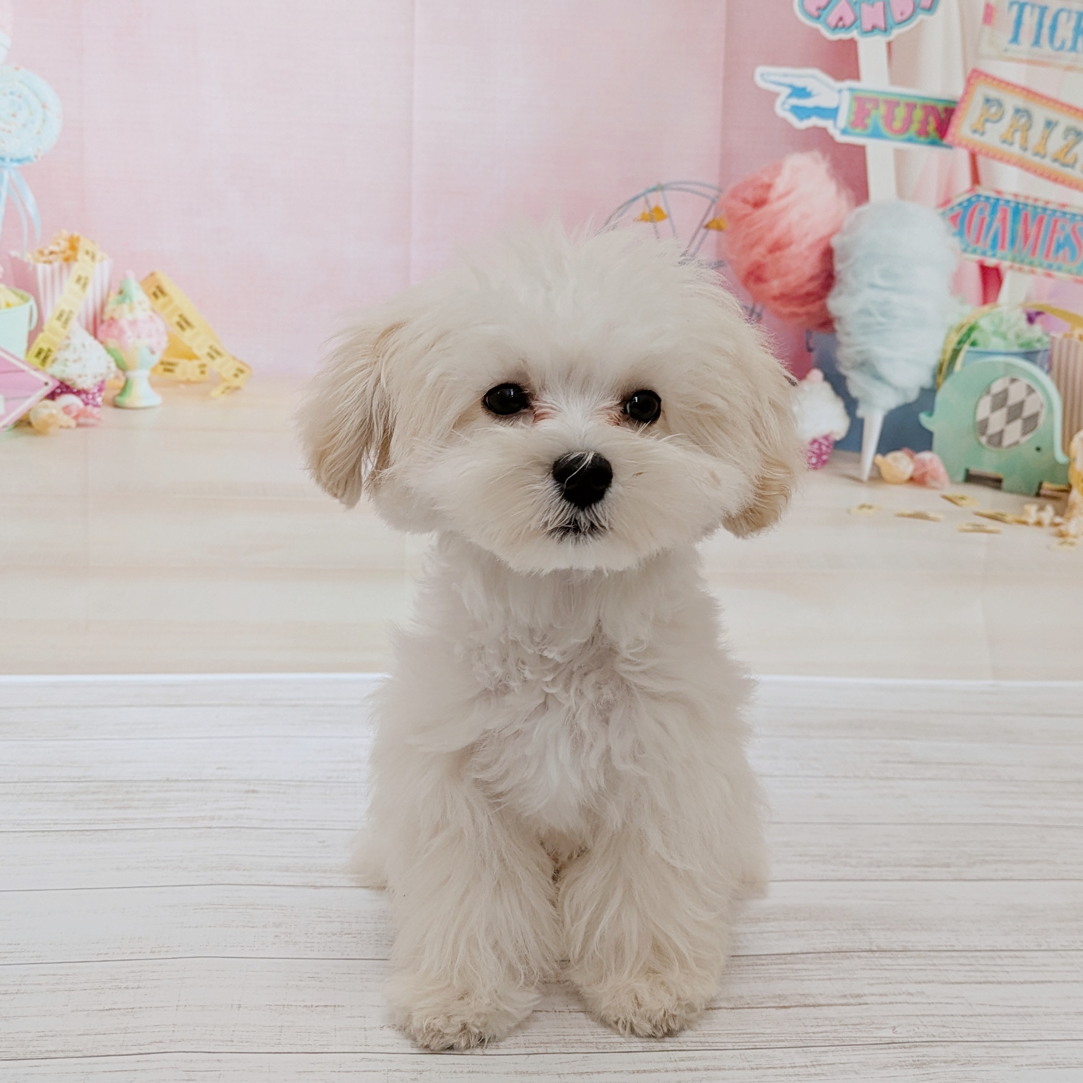 兵庫県のマルプー(マルチーズ×プードル) (犬の家＆猫の里尼崎店/2026年3月1日生まれ/男の子/クリーム)の子犬の1枚目の画像