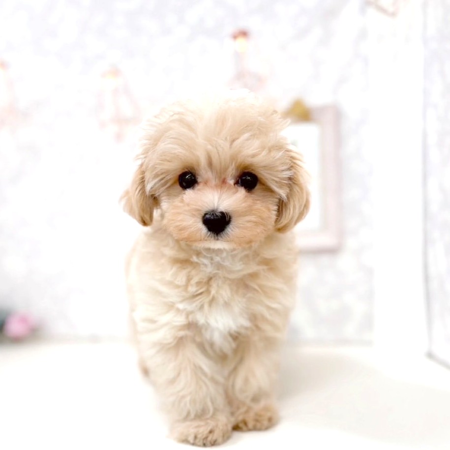 富山県のマルプー(マルチーズ×プードル) (犬の家＆猫の里アミーゴ高岡蓮花寺店/2025年6月4日生まれ/男の子/アプリコットホワイト)の子犬