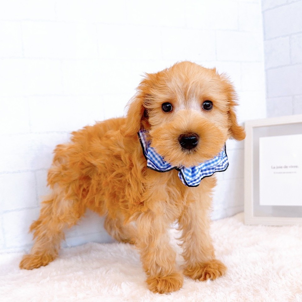 石川県のシュナプー(シュナウザー×プードル) (犬の家＆猫の里金沢店/2026年1月22日生まれ/男の子/アプリコット)の子犬の1枚目の画像