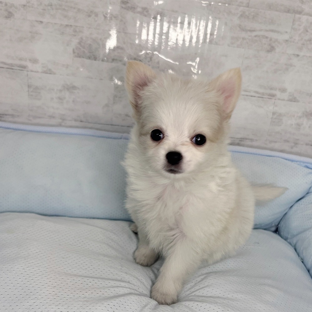 長野県のポメチワ/チワポメ/ポメチー(ポメラニアン×チワワ) (犬の家＆猫の里塩尻店/2025年10月20日生まれ/女の子/ホワイトクリーム)の子犬の1枚目の画像