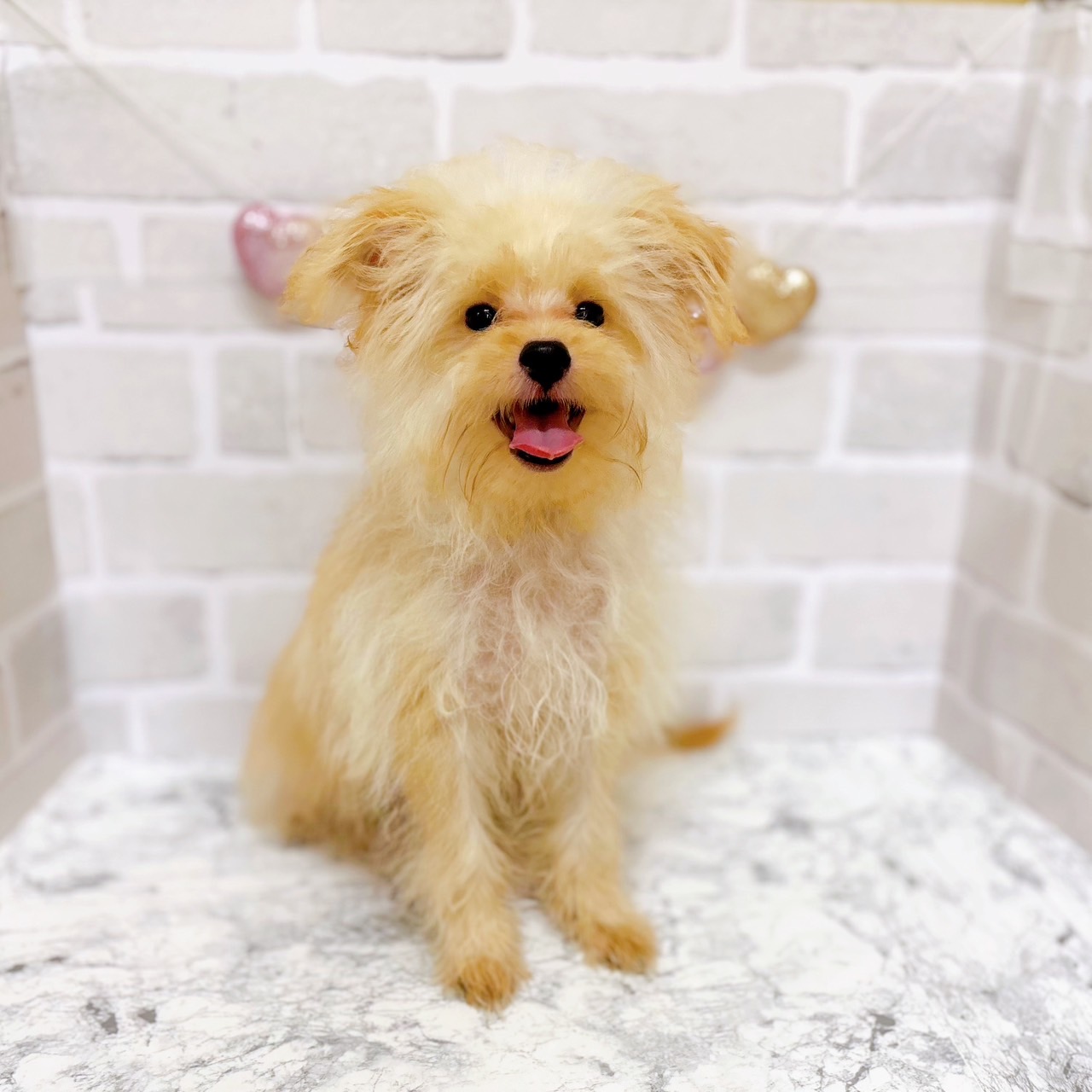 京都府のポメプー(ポメラニアン×プードル) (犬の家＆猫の里京都精華店/2025年4月8日生まれ/男の子/アプリコット)の子犬の1枚目の画像