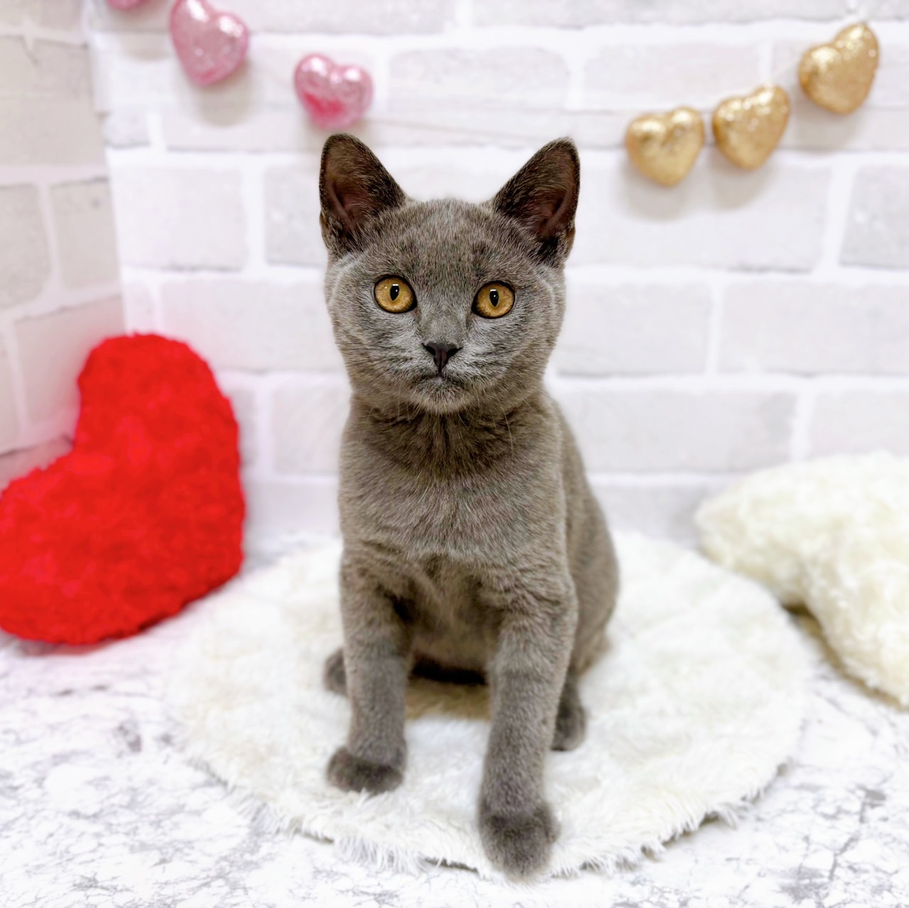 京都府のブリティッシュショートヘアー (犬の家＆猫の里京都精華店/2025年6月15日生まれ/男の子/ブルー)の子猫の1枚目の画像