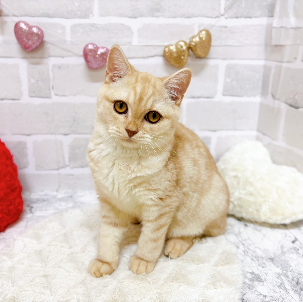 スコティッシュストレート男の子の写真