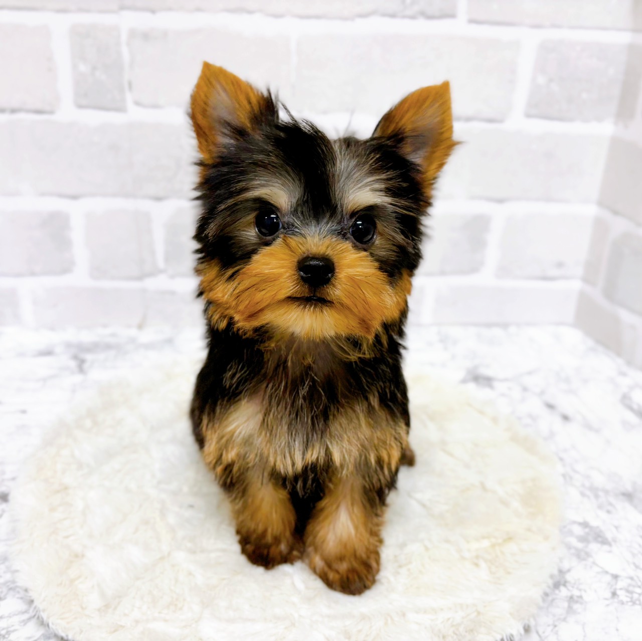 京都府のヨークシャーテリア (犬の家＆猫の里京都精華店/2025年10月9日生まれ/男の子/スチールブルータン)の子犬の1枚目の画像