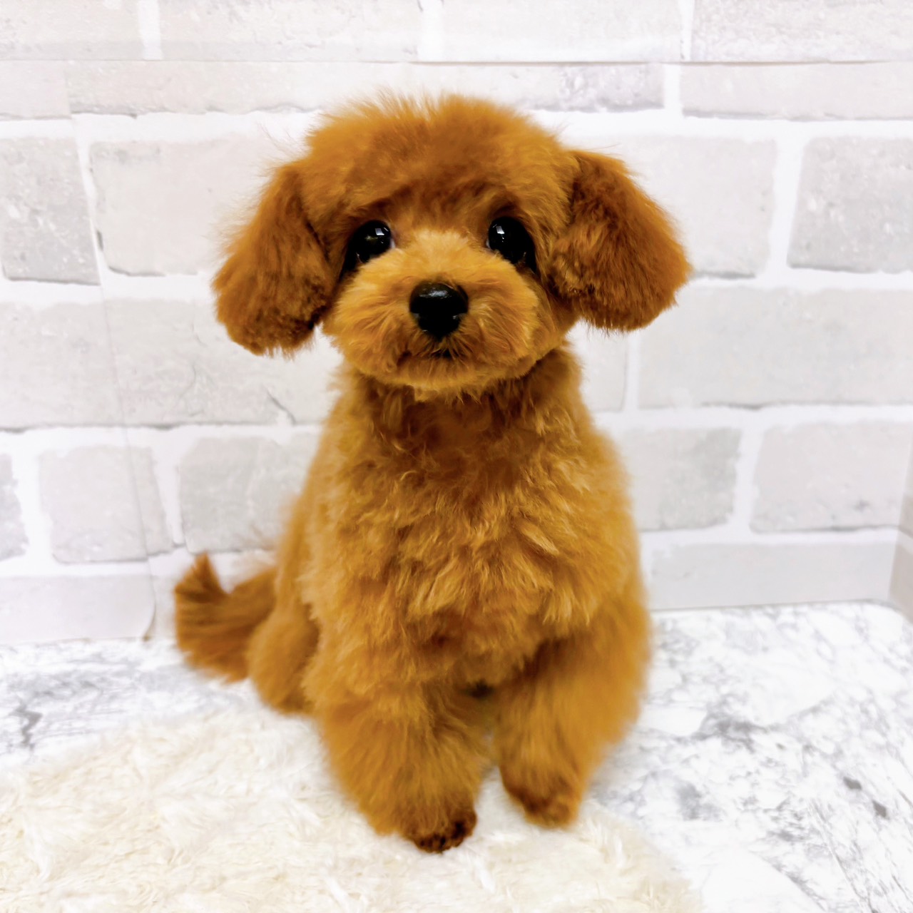 京都府のトイプードル(トイ) (犬の家＆猫の里京都精華店/2025年8月4日生まれ/男の子/レッドフォーン)の子犬の1枚目の画像