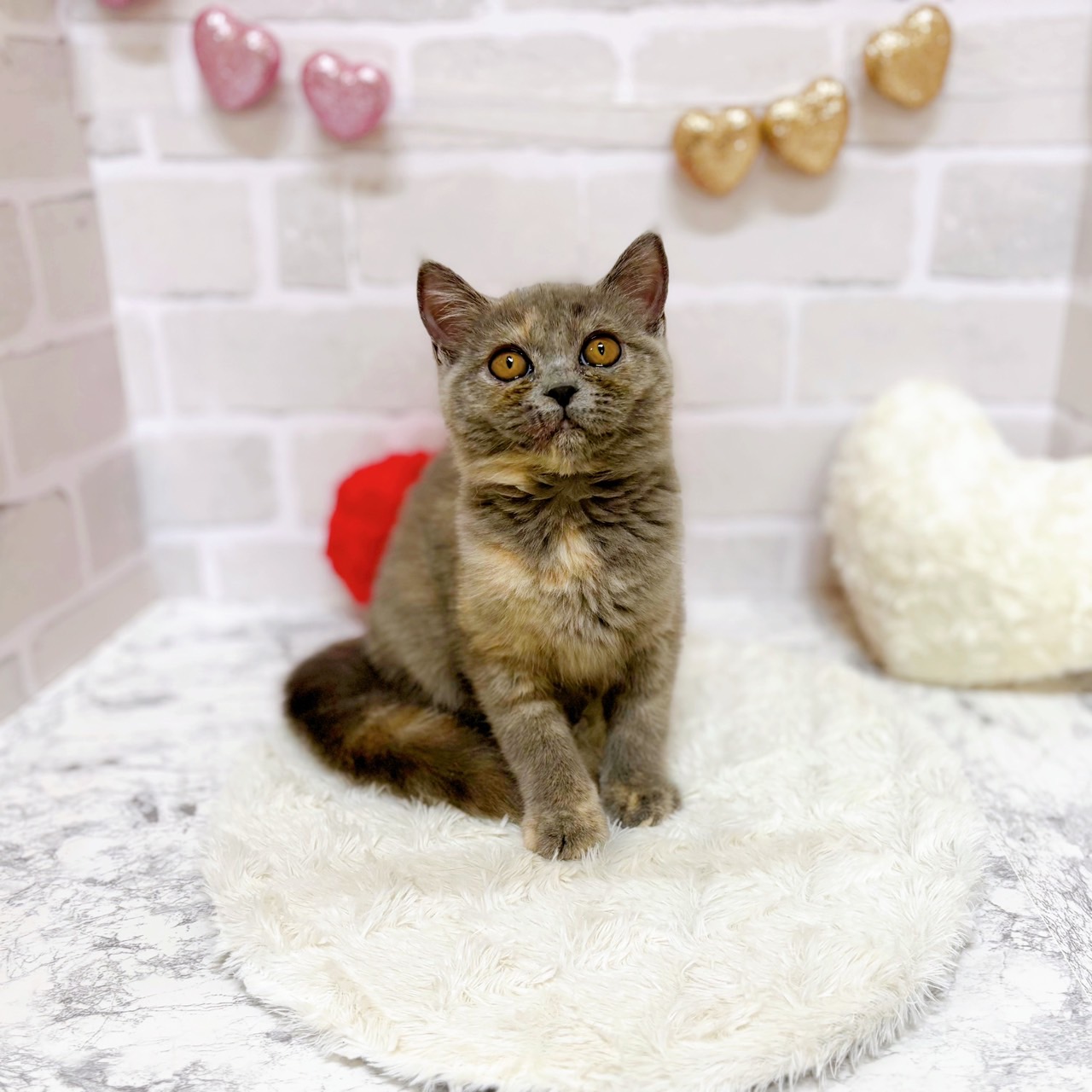 京都府のミヌエット (犬の家＆猫の里京都精華店/2025年6月16日生まれ/女の子/ブルーパッチド)の子猫の1枚目の画像