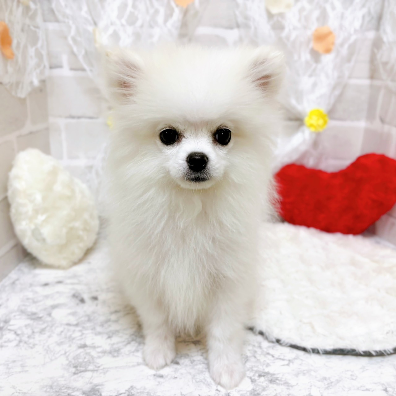 京都府のポメラニアン (犬の家＆猫の里京都精華店/2025年11月26日生まれ/女の子/クリーム)の子犬の1枚目の画像