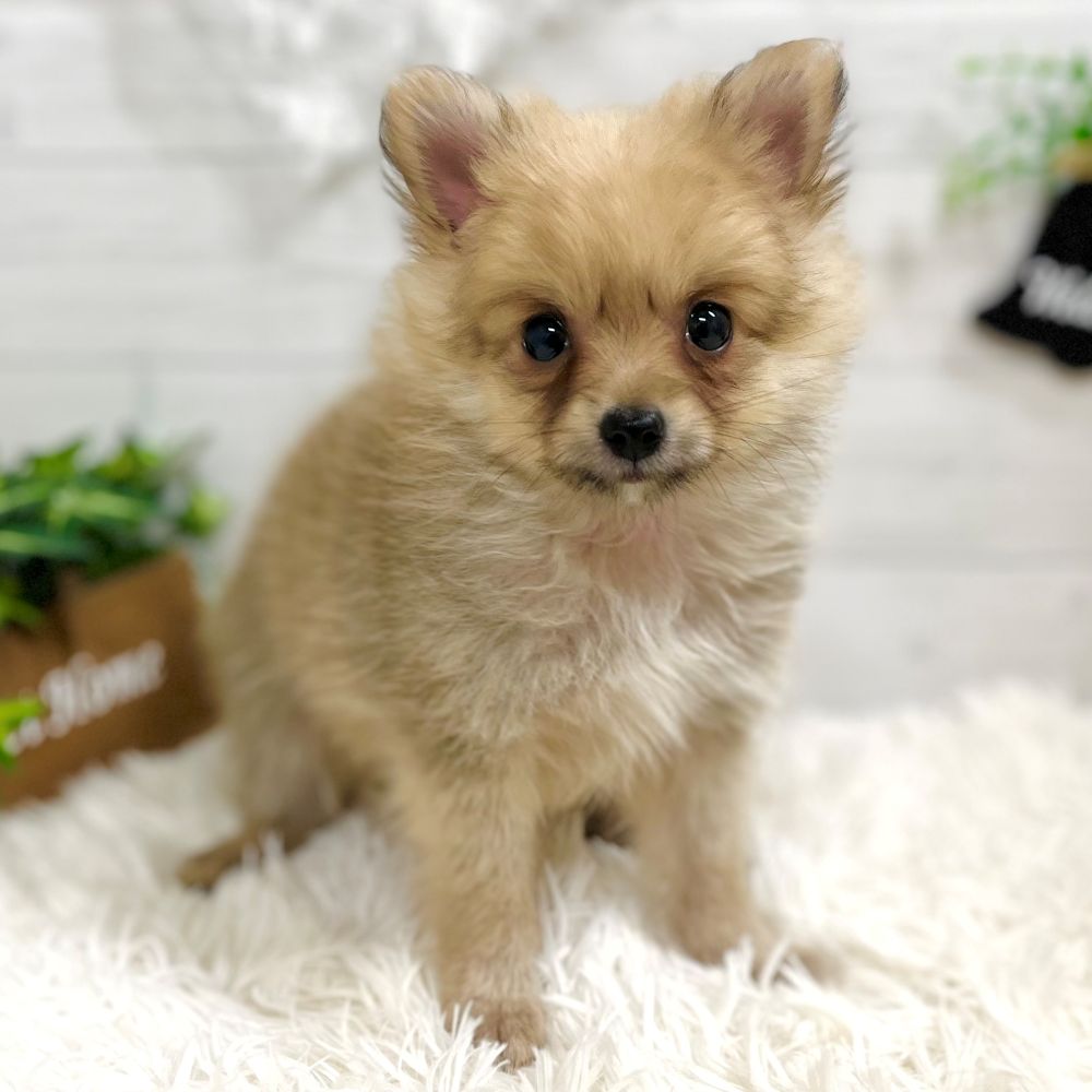 愛知県のポメチワ/チワポメ/ポメチー(ポメラニアン×チワワ) (犬の家＆猫の里豊田店/2025年9月10日生まれ/男の子/オレンジ)の子犬の1枚目の画像