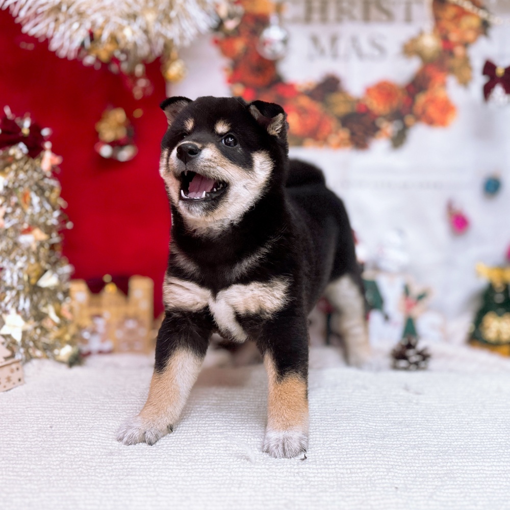 岐阜県の柴犬(標準サイズ) (犬の家＆猫の里岐南店/2025年9月21日生まれ/女の子/黒)の子犬の1枚目の画像