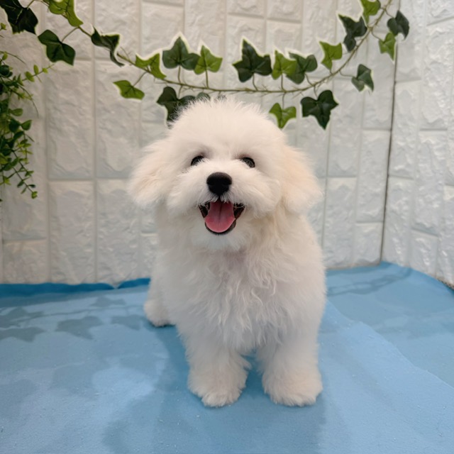 岡山県のビションフリーゼ (犬の家＆猫の里倉敷店/2026年3月30日生まれ/男の子/ホワイト)の子犬の1枚目の画像