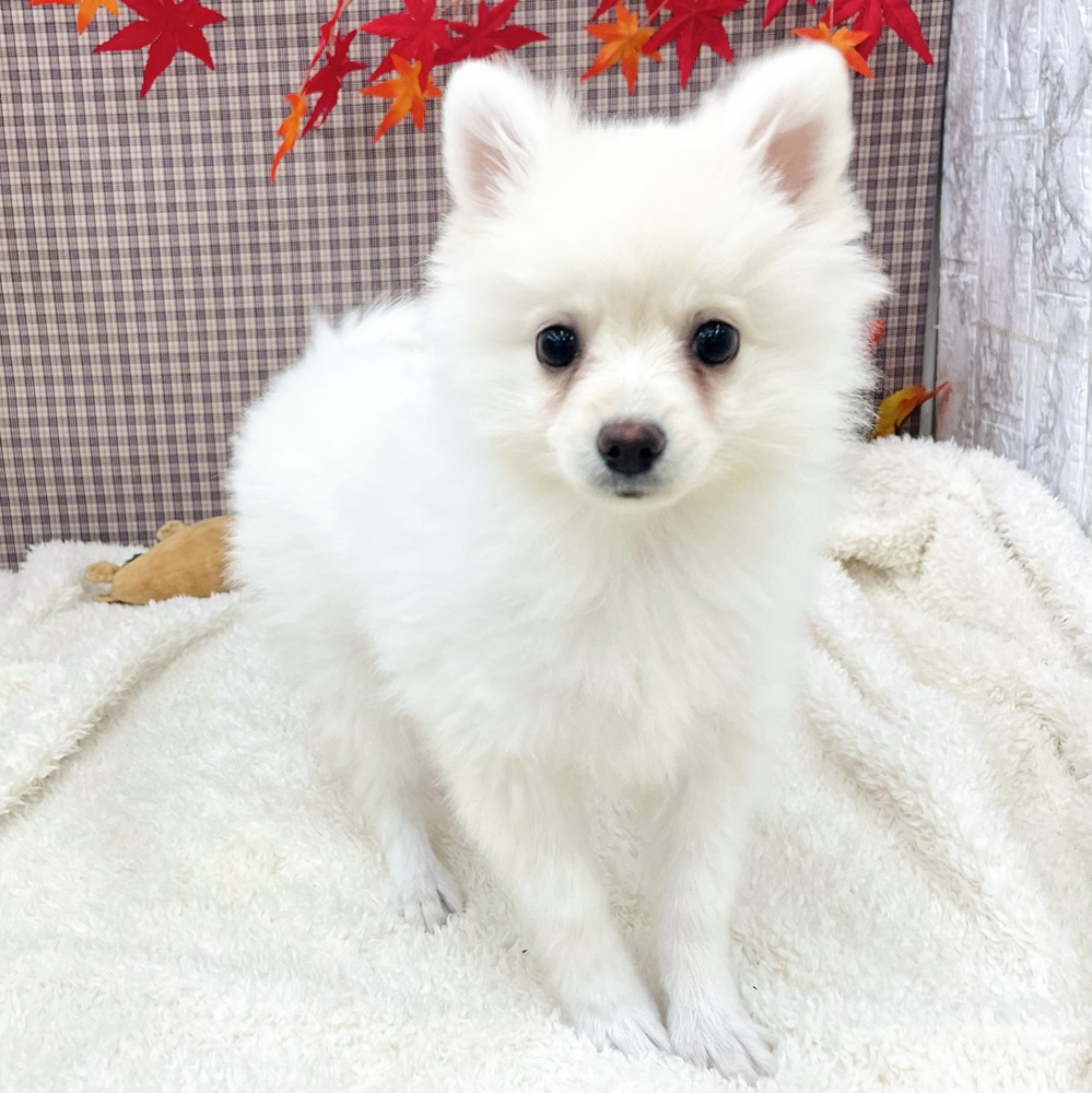 愛知県のポメラニアン (犬の家＆猫の里エアポートウォーク店/2025年7月19日生まれ/女の子/クリーム)の子犬の1枚目の画像