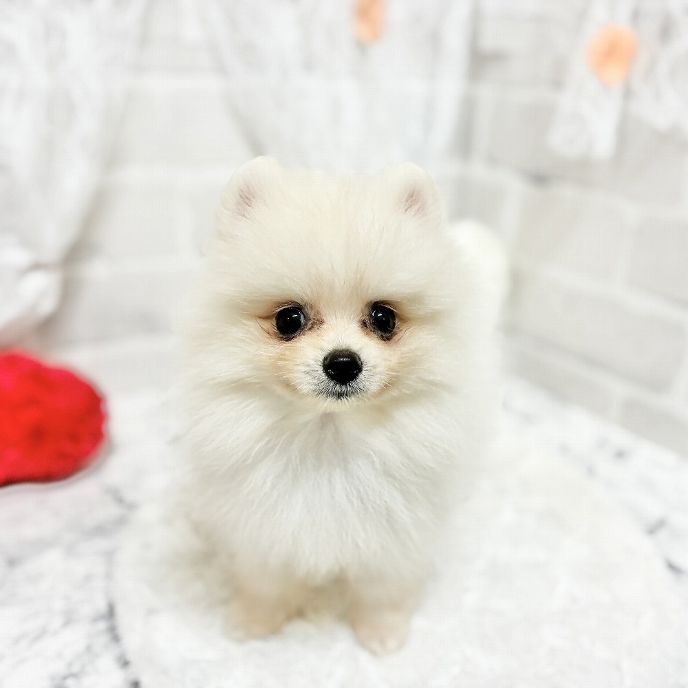京都府のポメラニアン (犬の家＆猫の里京都精華店/2026年5月2日生まれ/女の子/クリーム)の子犬の1枚目の画像