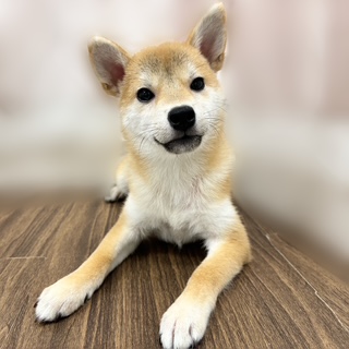 兵庫県の豆柴 (犬の家＆猫の里カナート西神戸店/2025年5月4日生まれ/女の子/赤)の子犬の1枚目の画像