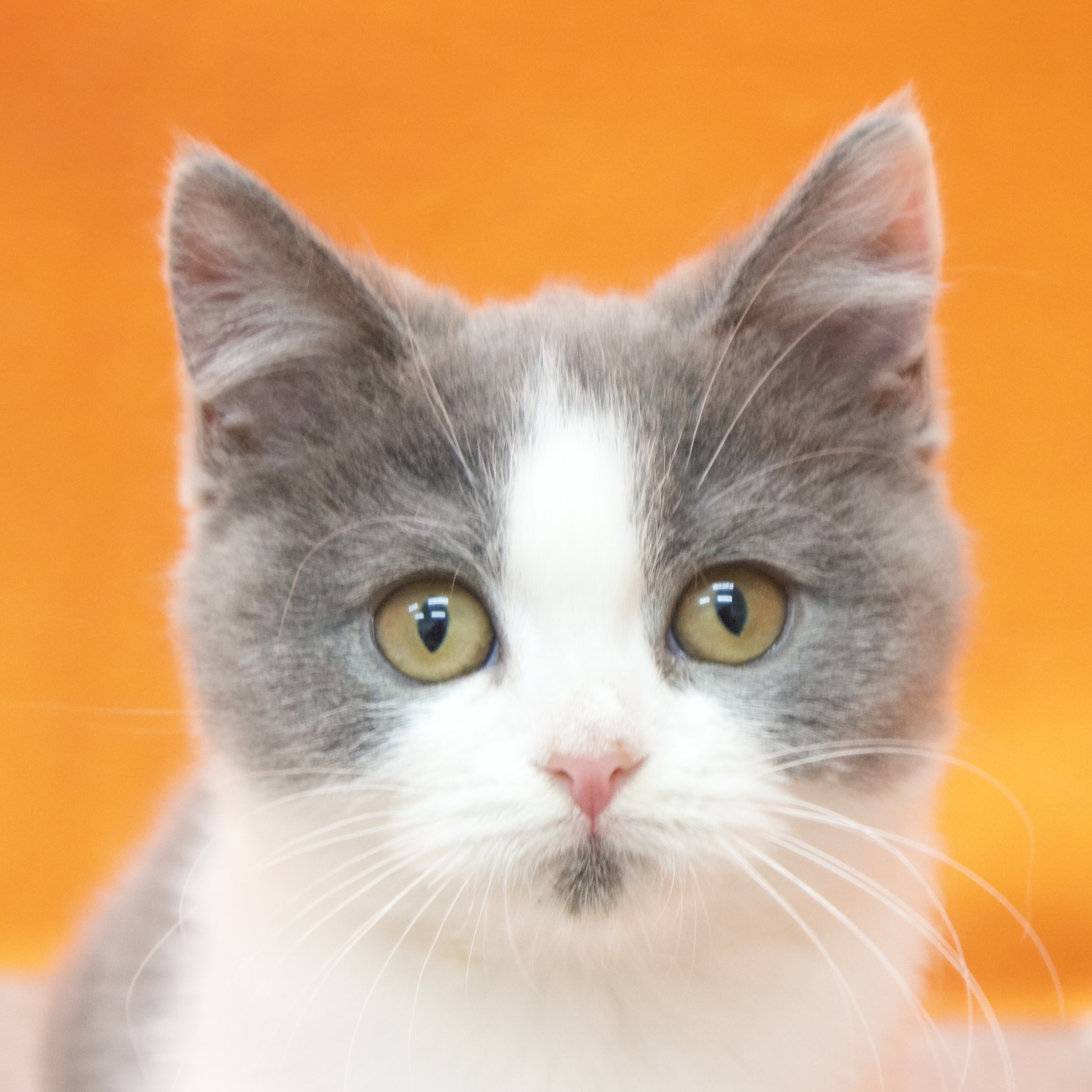 大阪府のブリティッシュショートヘアー (犬の家＆猫の里吹田店/2025年8月5日生まれ/女の子/ブルーホワイト)の子猫の1枚目の画像