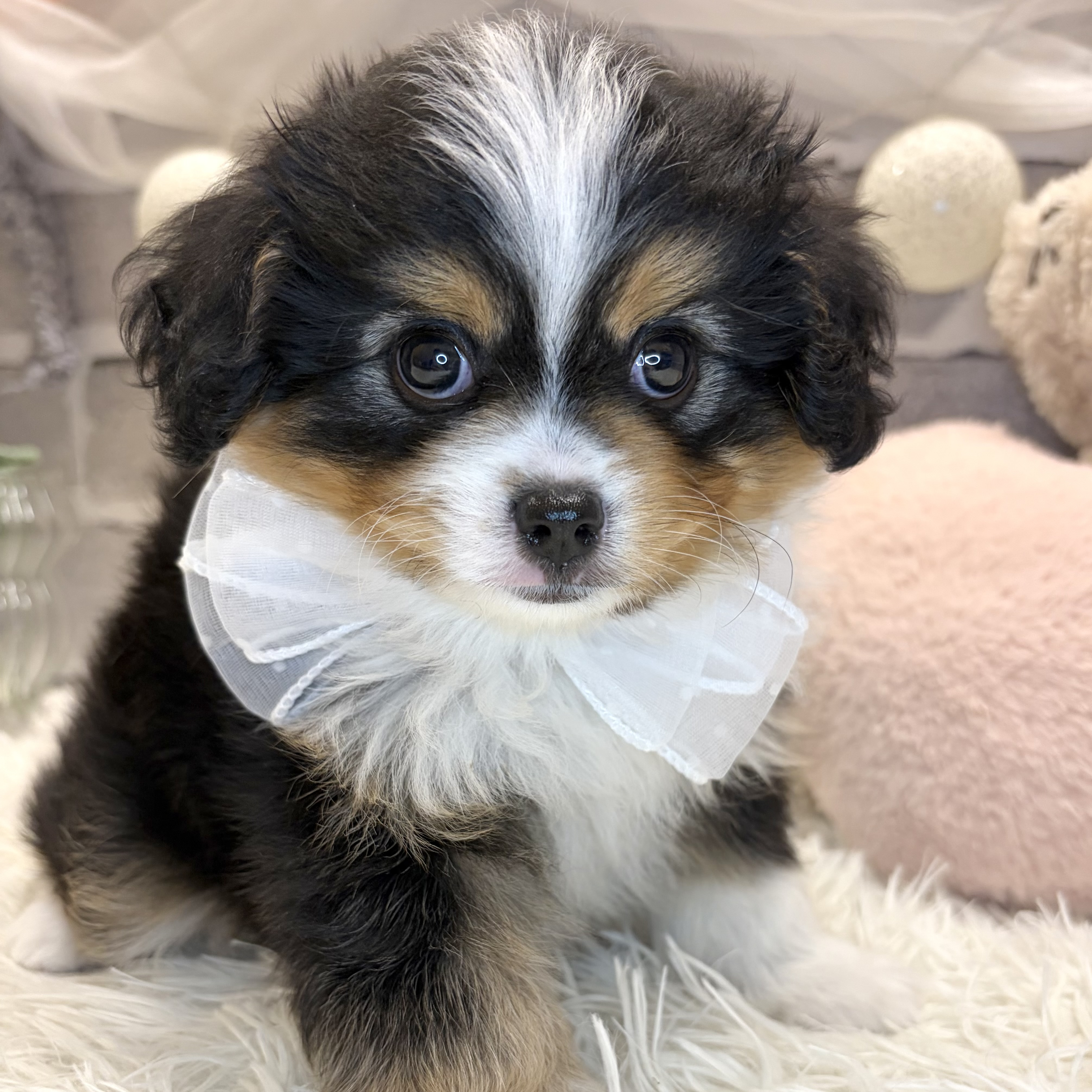 兵庫県のハーフ犬・ミックス犬 (犬の家＆猫の里神戸店/2026年7月21日生まれ/男の子/ブラックタンホワイト)の子犬の1枚目の画像