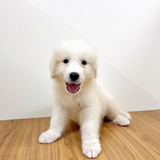 福岡県のグレートピレニーズ (犬の家&猫の里トリアス久山店/2025年8月7日生まれ/男の子/ホワイト)の子犬
