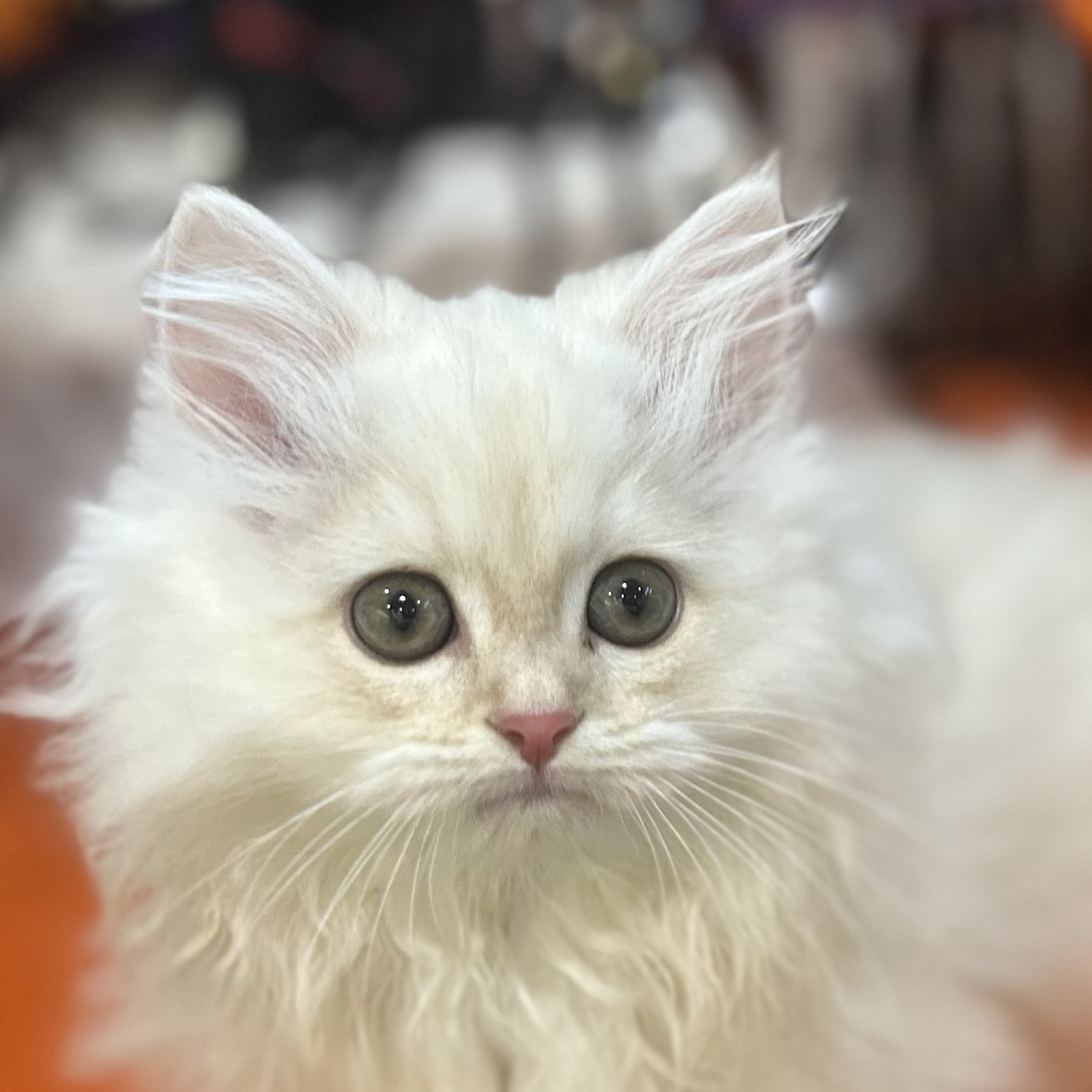 岡山県のサイベリアン (犬の家＆猫の里倉敷店/2025年8月1日生まれ/男の子/クリームタビー)の子猫の1枚目の画像