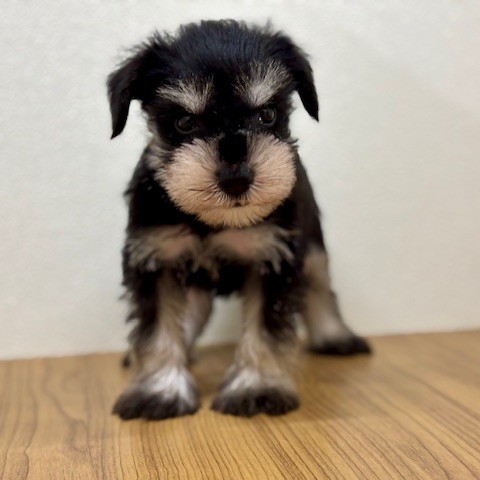 福岡県のミニチュアシュナウザー (犬の家＆猫の里トリアス久山店/2025年8月12日生まれ/男の子/ブラックシルバー)の子犬の2枚目の画像