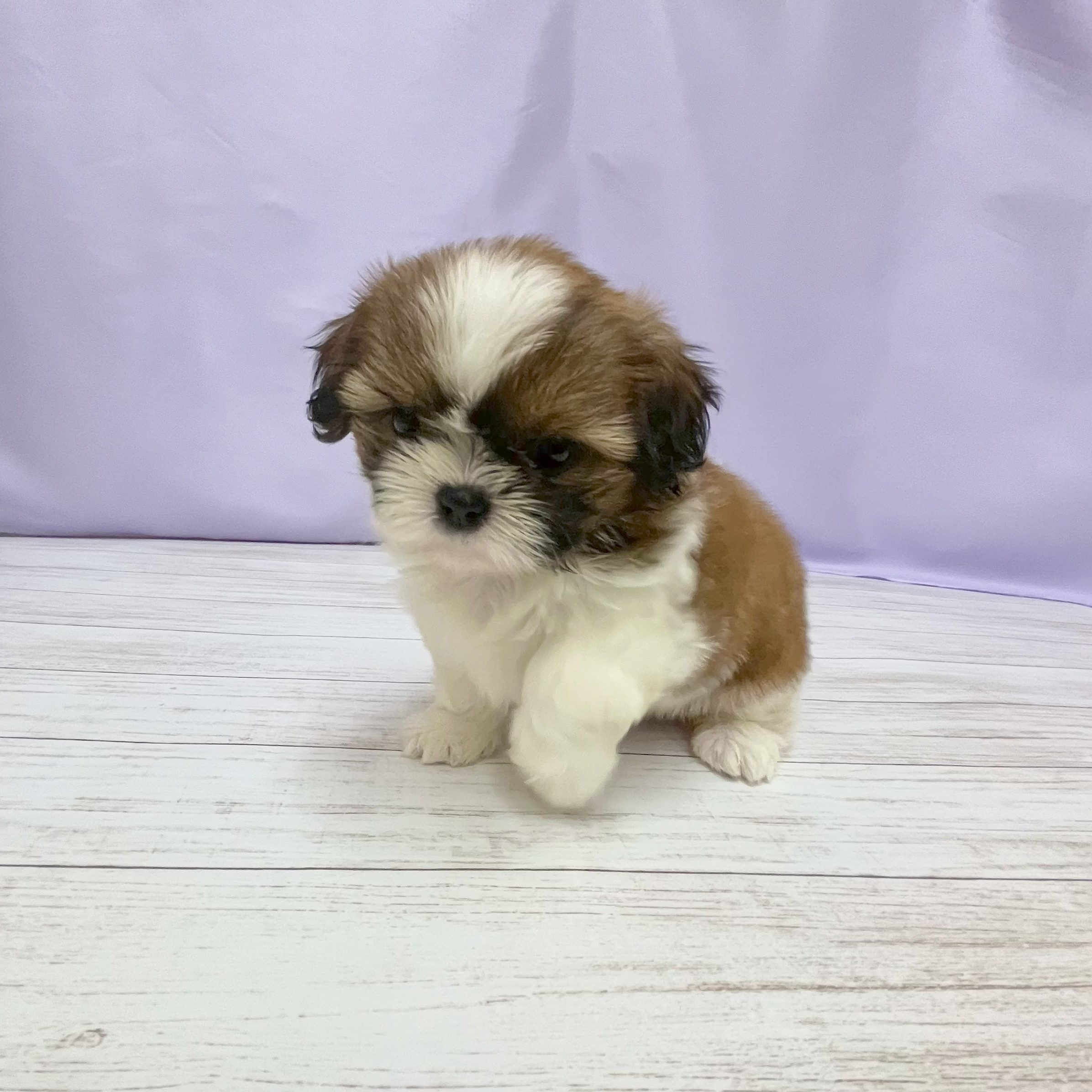兵庫県のシーズー (犬の家＆猫の里尼崎店/2026年4月27日生まれ/女の子/ホワイトゴールド)の子犬の2枚目の画像