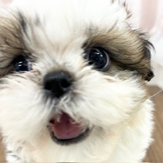 兵庫県のシーズー (犬の家＆猫の里カナート西神戸店/2025年6月19日生まれ/女の子/ホワイトゴールド)の子犬の2枚目の画像