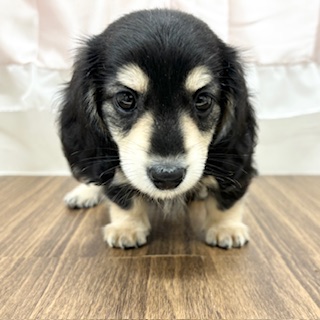 兵庫県のミニチュアダックスフンド(ロング) (犬の家＆猫の里カナート西神戸店/2025年6月21日生まれ/男の子/ブラックイエロー)の子犬の1枚目の画像