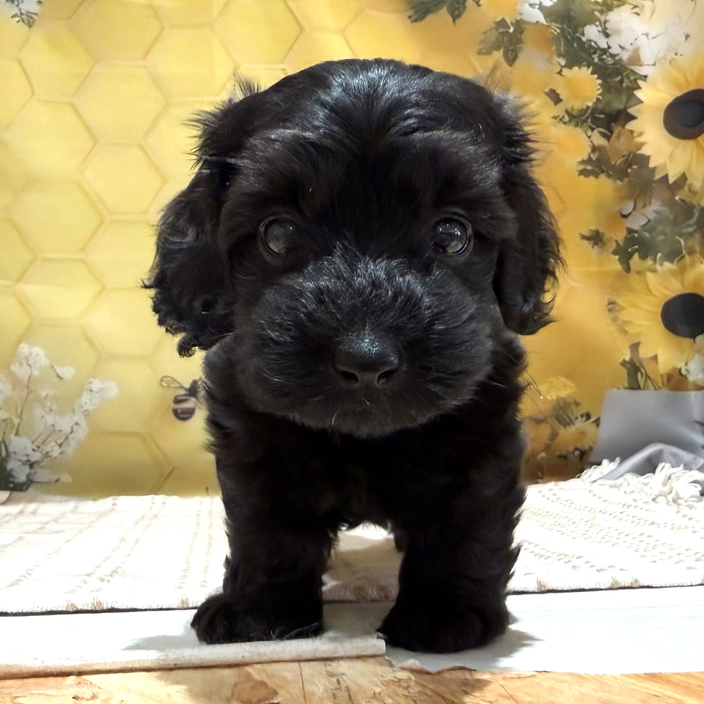 福岡県のダップー(ダックス×プードル) (犬の家＆猫の里トリアス久山店/2026年5月23日生まれ/女の子/ブラック)の子犬の1枚目の画像