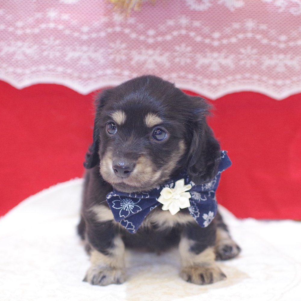 ミニチュアダックス男の子の写真