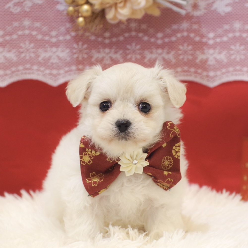 静岡県のチワプー/プーチー(チワワ×プードル) (犬の家＆猫の里富士店/2025年11月2日生まれ/女の子/クリーム)の子犬