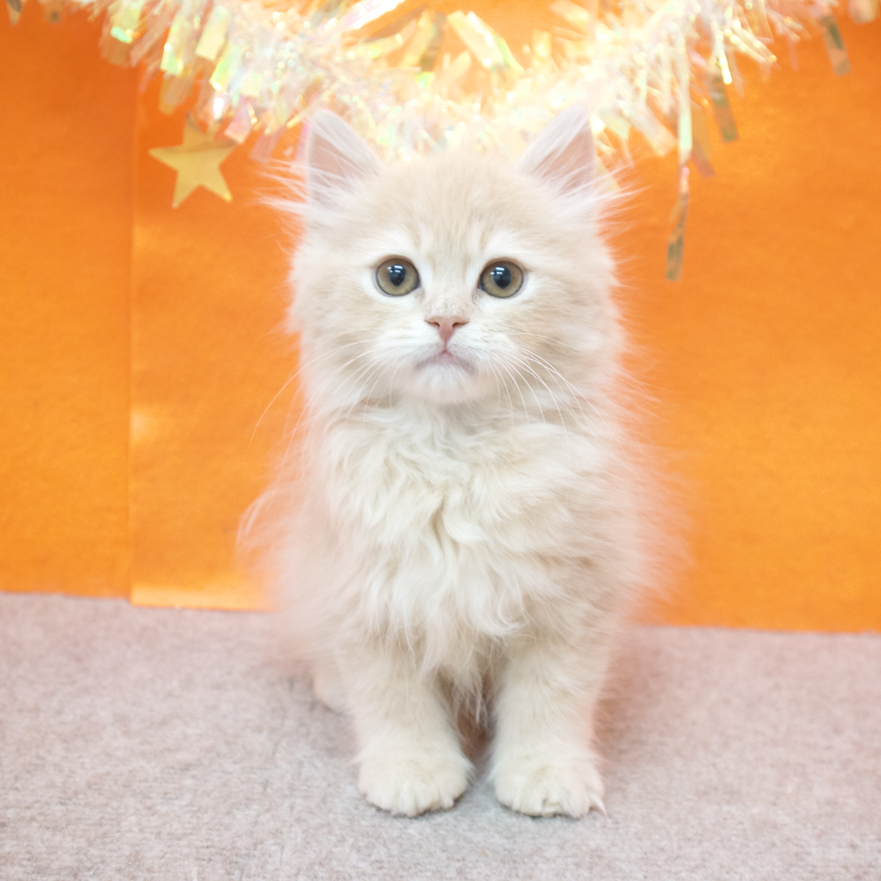 大阪府のサイベリアン (犬の家＆猫の里吹田店/2025年12月10日生まれ/男の子/クリームタビー)の子猫の1枚目の画像