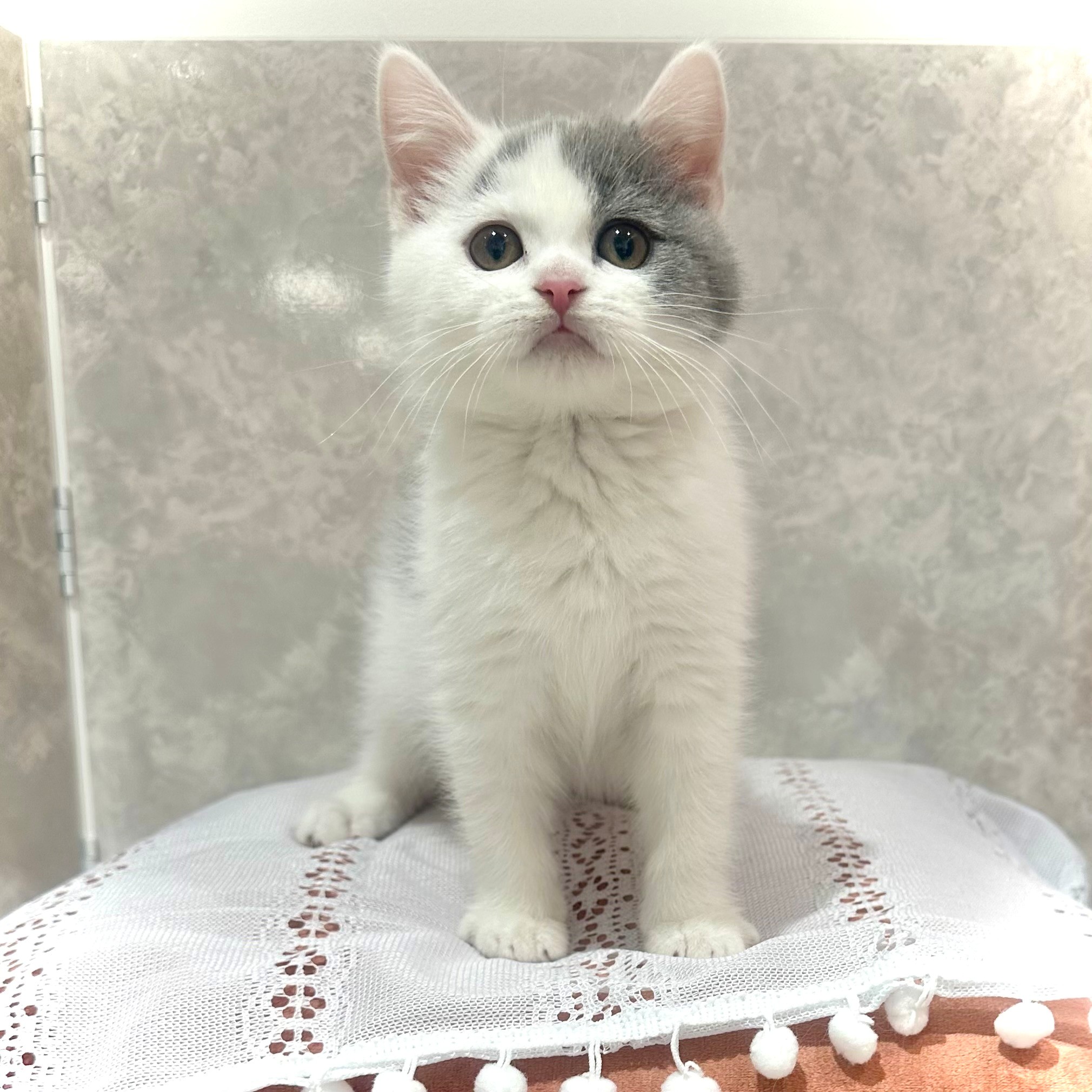 福岡県のブリティッシュショートヘアー (犬の家＆猫の里くりえいと宗像店/2025年11月11日生まれ/男の子/ブルーホワイト)の子猫の2枚目の画像