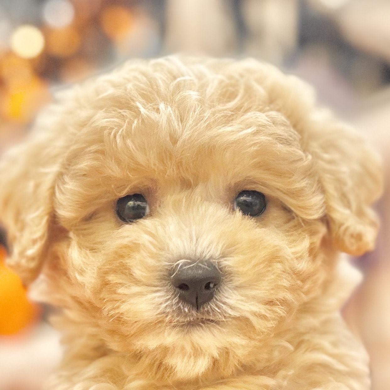 岡山県のビションプー(ビションフリーゼ×プードル) (犬の家＆猫の里倉敷店/2025年8月8日生まれ/女の子/アプリコット)の子犬の1枚目の画像
