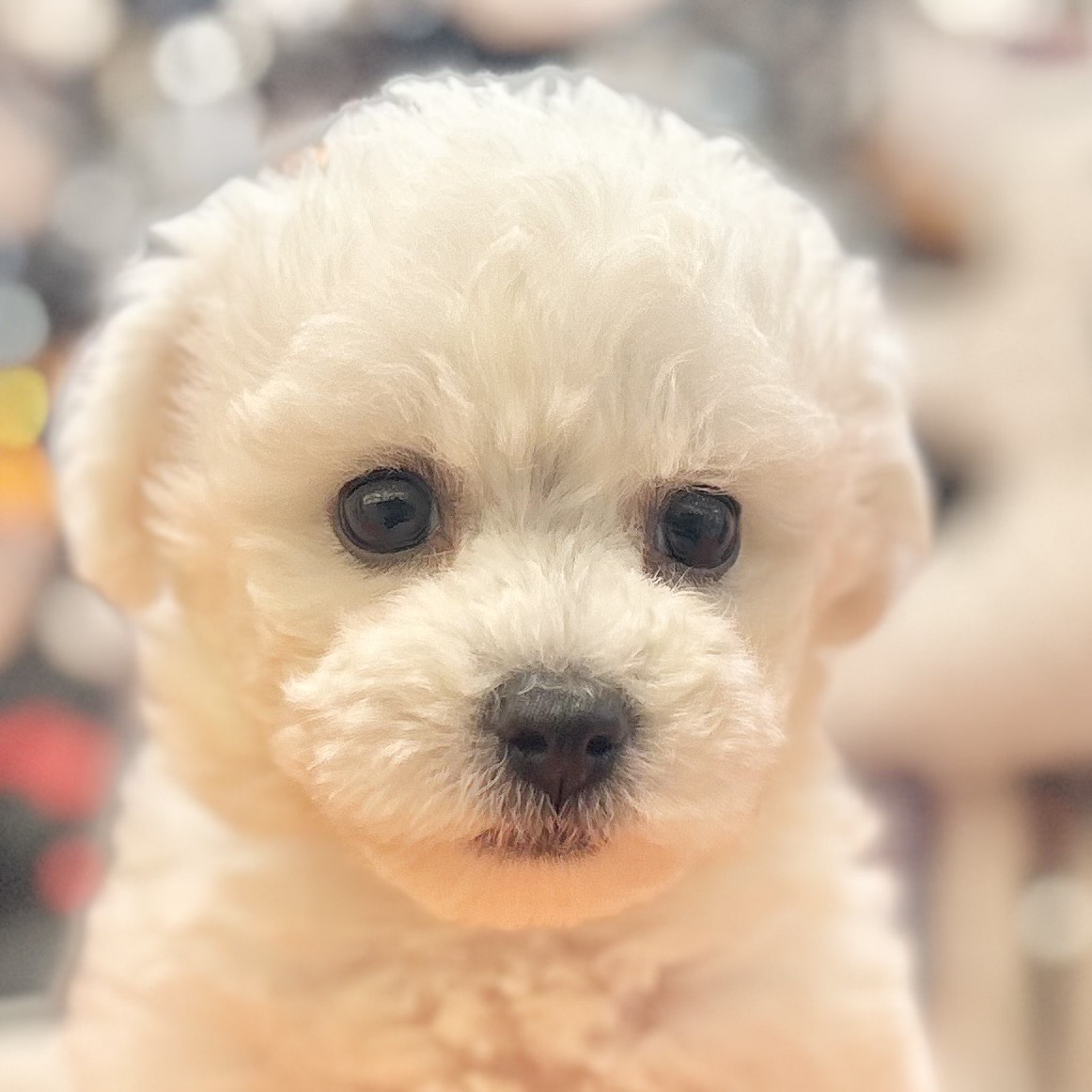 岡山県のビションフリーゼ (犬の家&猫の里倉敷店/2025年8月10日生まれ/女の子/ホワイト)の子犬