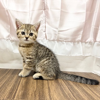 兵庫県のブリティッシュショートヘアー (犬の家＆猫の里カナート西神戸店/2025年6月15日生まれ/女の子/ブラウンタビー)の子猫の2枚目の画像