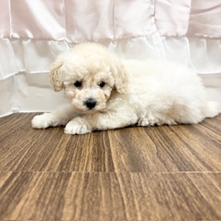 兵庫県のトイプードル(トイ) (犬の家＆猫の里カナート西神戸店/2025年6月15日生まれ/男の子/ホワイト)の子犬の2枚目の画像