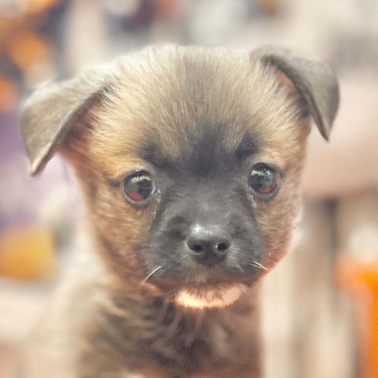 岡山県のハーフ犬・ミックス犬 (犬の家＆猫の里倉敷店/2025年8月8日生まれ/女の子/フォーン)の子犬の1枚目の画像