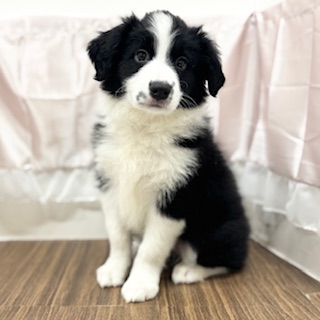 兵庫県のボーダーコリー (犬の家＆猫の里カナート西神戸店/2025年6月16日生まれ/女の子/ブラックホワイト)の子犬の2枚目の画像