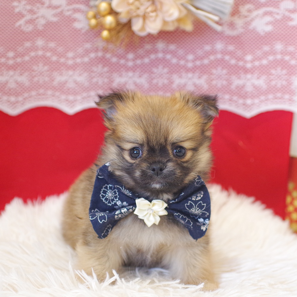 ハーフ犬男の子の写真