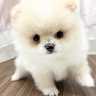 兵庫県のポメラニアン (犬の家＆猫の里カナート西神戸店/2025年6月18日生まれ/女の子/クリーム)の子犬の2枚目の画像