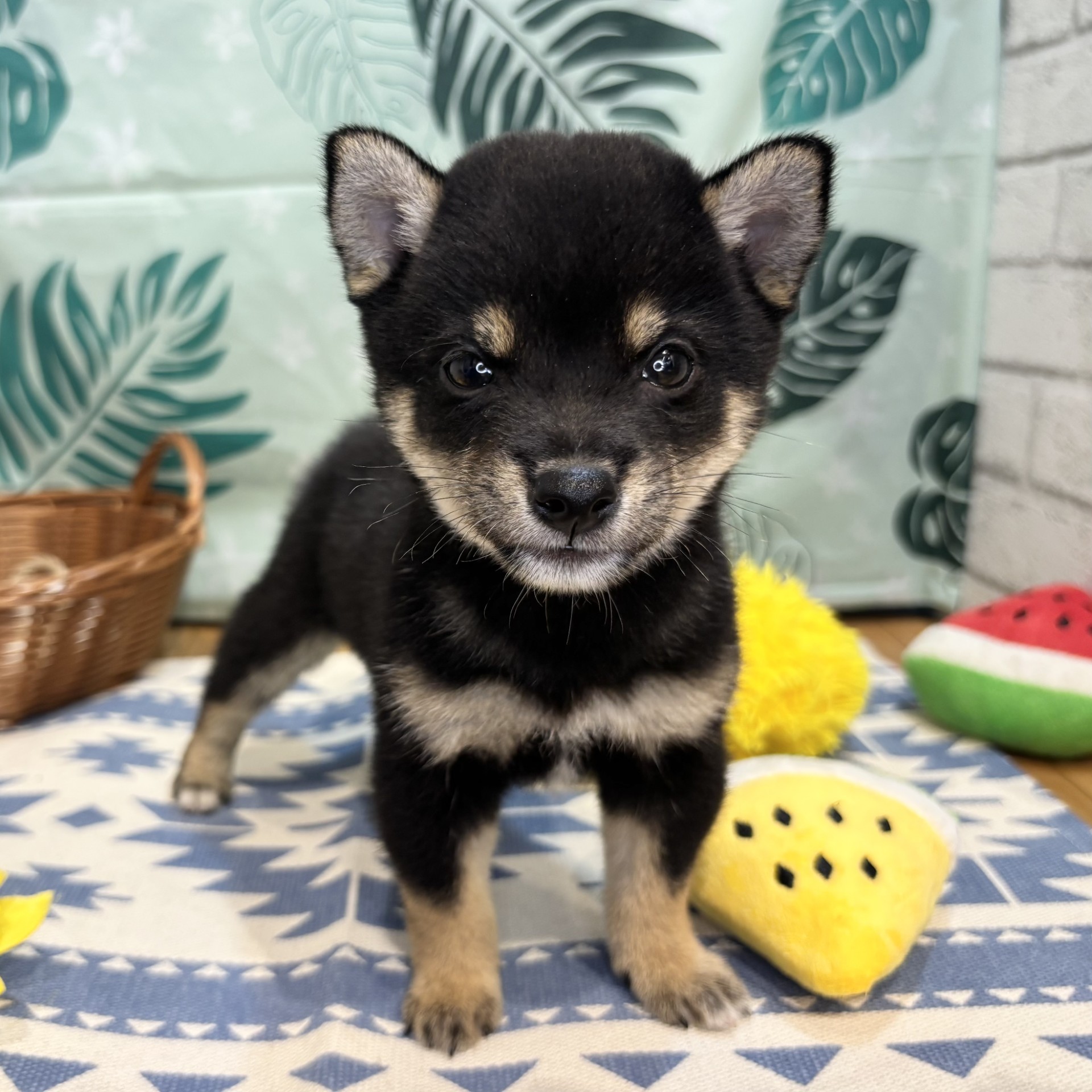 長野県の豆柴 (犬の家＆猫の里カインズ梓川店/2026年6月1日生まれ/男の子/黒)の子犬の2枚目の画像