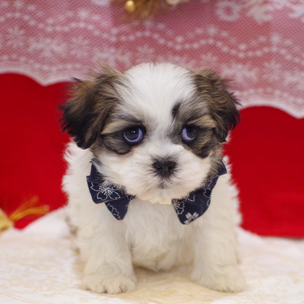 ハーフ犬男の子の写真